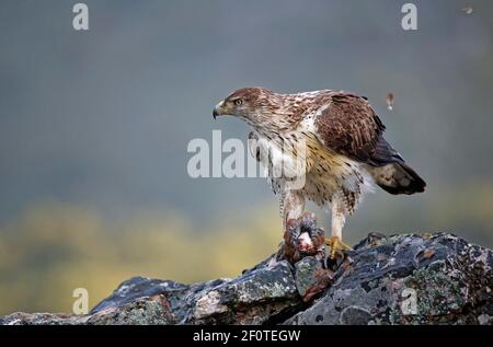 Bonelli-Adler (Aquila fasciata), Männchen, zupft Rotbeinige Rebhuhn (Alectoris rufa), Extremadura, Spanien Stockfoto