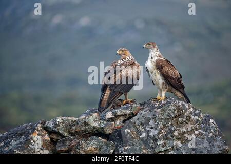 Bonellis Adler (Aquila fasciata), Paar, mit gefangenem Rotbeinhuhn, Extremadura, Spanien Stockfoto