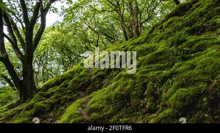 Grüne Piste Stockfoto