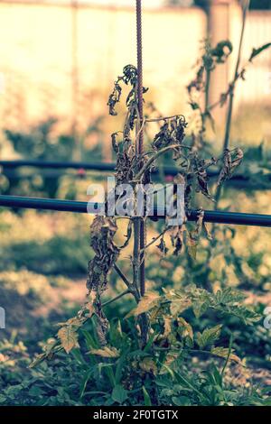 Ausgetrocknete Tomaten, schlechte Tomaten. Im Gewächshaus angebaute Tomaten werden wegen Krankheit oder Störung getrocknet. Agrarkonzept. Getönte Stockfoto