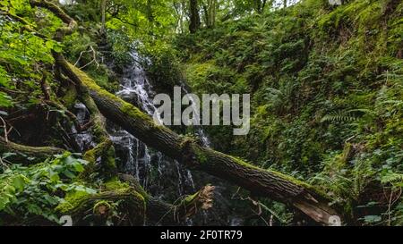 Wasserfall von Dolgoch Stockfoto