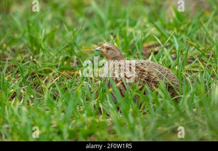 Graues Rebhuhn. Wissenschaftlicher Name: Perdix perdix. Graues Rebhuhn im Frühling. Auch bekannt als die englische Rebhuhn. Saß in natürlichen Ackerland Gewohnheit Stockfoto