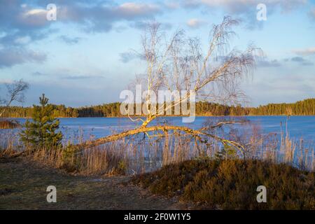 Sonnenuntergang am Eissee in Katrineholm Schweden. Schöne skandinavische Natur und Landschaft. Ruhiges, friedliches Foto. Stockfoto