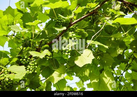 Bund von jungen frischen grünen unreifen Traubenfrüchten unter weichem Sonnenlicht im Weinberg zur Erntezeit. Weinbau Pflanzen in Bio-Weingut Bauernhof zu PR Stockfoto