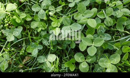 Nahaufnahme von Blattklebern. Pflanzen für viel Glück auf dem Feld für St. Patricks Day. Draufsicht Stockfoto