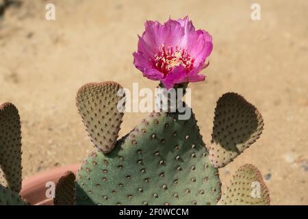 Eine einzelne magenta hot pink Beavertail Opuntia basilaris Kaktusblume Sitzt an der Spitze einer Topfpflanze mit einem verschwommen Sandiger Hintergrund Stockfoto