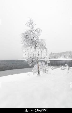 Einzelne Birke bedeckt mit Schnee vor dem See an kalten Wintertag mit viel Schnee. Stockfoto