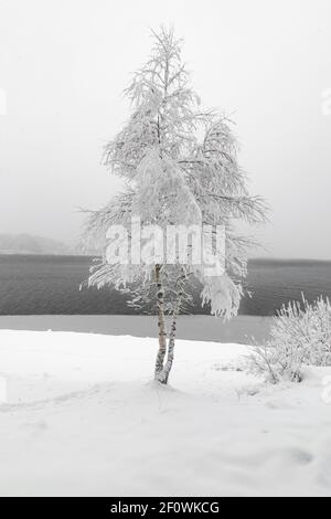 Einsame Birke bedeckt mit Schnee neben dem See. Stockfoto