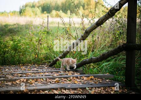 Niedliches Kätzchen ging zuerst auf einen Spaziergang im Wald und spielte mit Blättern auf einer Holzbrücke Stockfoto