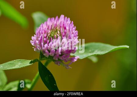 Makro blühender Klee mit rosa Blüten im Sonnenschein Stockfoto