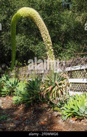 Fuchsschwanz Agave (Agave attenuata) . Auch bekannt als Löwenschwanz oder Schwanenhals Agave . Wächst in Südkalifornien, USA Stockfoto