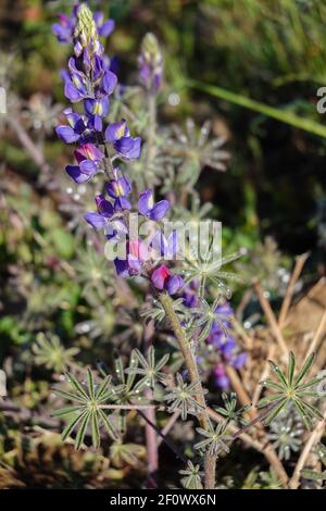 Coulter Lupine ( Lupinus sparsiflorus ) aus Kalifornien, und auch anderswo in West-Nordamerika wächst in Orange County, Kalifornien Stockfoto