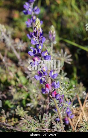 Coulter Lupine ( Lupinus sparsiflorus ) aus Kalifornien, und auch anderswo in West-Nordamerika wächst in Orange County, Kalifornien Stockfoto