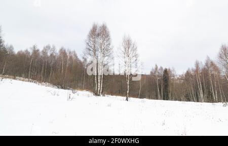 Einsame Birken auf der Wiese, bedeckt mit Schnee am kalten Wintertag. Stockfoto