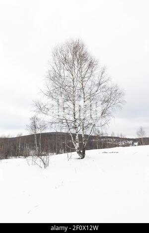 Einsame Birke auf der Wiese, bedeckt mit Schnee am kalten Wintertag. Stockfoto