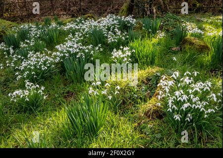 Winter Schneeglöckchen blühen in einem Wald in Irland Stockfoto