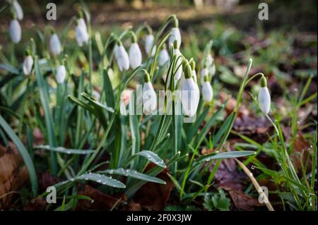 Winter Schneeglöckchen blühen in einem Wald in Irland Stockfoto