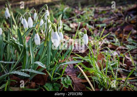 Winter Schneeglöckchen blühen in einem Wald in Irland Stockfoto
