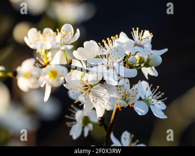 Kirschpflaumenblosom (Prunus cerasifera) im Naturschutzgebiet Beddington Farmlands in Sutton, London. Stockfoto