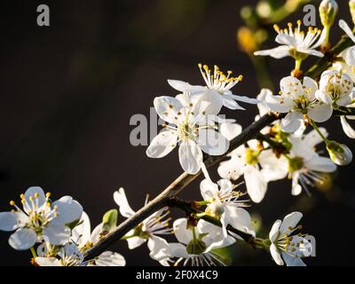 Kirschpflaumenblosom (Prunus cerasifera) im Naturschutzgebiet Beddington Farmlands in Sutton, London. Stockfoto