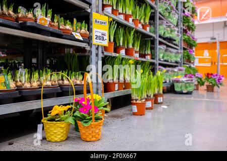 Moskau. Russland. März 4, 2021. Reihen von lebendigen Blumen und Pflanzen zum Verkauf in einem Garten Mall. Eine große Auswahl an floristischen Produkten für Landhäuser. Stockfoto