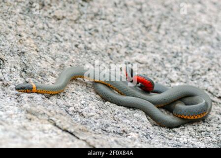 Ringhalsschlange (Diadophis punctatus) Stockfoto