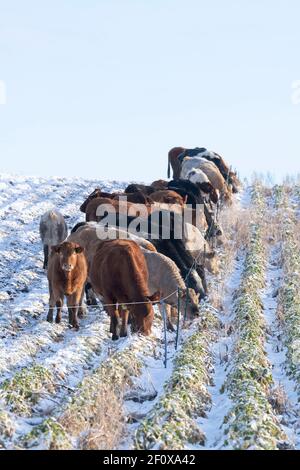 Eine Rinderherde, die sich auf einem Streifen von Rüben ernährt, eine Futterfrucht, hinter einem elektrischen Zaun auf einem schneebedeckten Hügel auf dem Farmland in Aberdeenshire Stockfoto