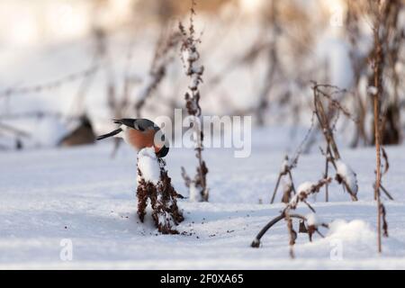 Ein männlicher Bullfink (Pyrrhula Pyrrhula) Nimmt Samen von einem breitblättrigen Dock Stem (Rumex obtusifolius) In einer schneebedeckten Weide Stockfoto