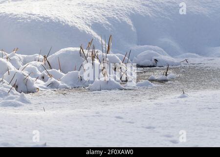 Gräser am Rande eines gefrorenen Teiches mit Schnee bedeckt, mit Tierspuren (wahrscheinlich Katze) sichtbar auf dem schneebedeckten Eis im Vordergrund Stockfoto
