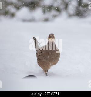Ein weiblicher Fasan (Phasianus colchicus) Spaziergang durch eine Schneedusche auf der Suche nach Nahrung Stockfoto