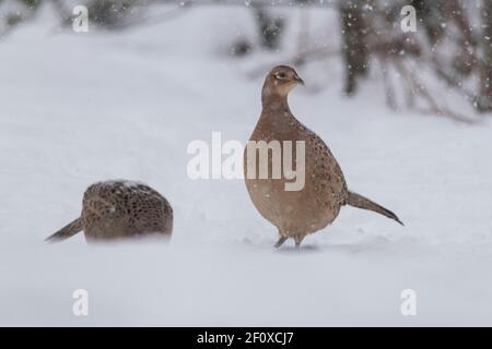 Zwei Weibliche Fasane (Phasianus Colchicus) Auf der Suche nach Essen im Schnee, während es schneit Stockfoto