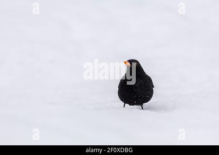 Ein männlicher Amsel (Turdus Merula) Stehen auf Schnee auf der Suche nach Nahrung Stockfoto