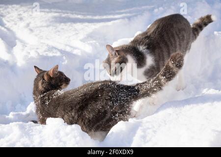 Zwei Pet Cats, eine Grau die andere Grau & Weiß, spielen zusammen im Freien in Schnee Stockfoto
