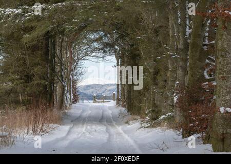 Reifenspuren auf einer schneebedeckten Strecke, gesäumt von Fichte, Kiefer und Buche im ländlichen Schottland Stockfoto