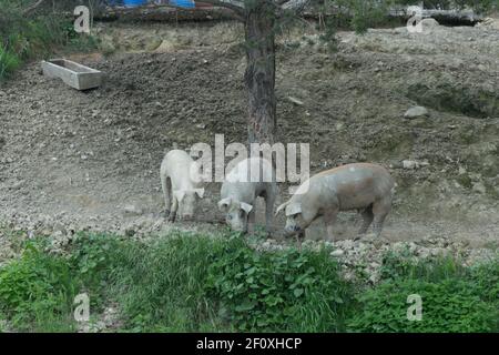 Drei Schweine suchen nach etwas unter einem Baum zu essen Stockfoto