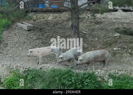 Drei Schweine suchen nach etwas unter einem Baum zu essen Stockfoto