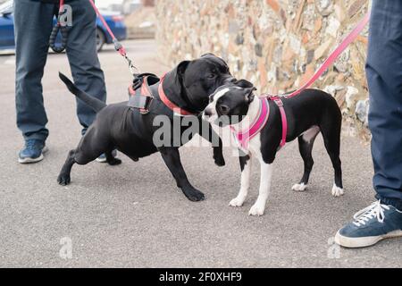 Ein Staffordshire Bull Terrier Hund trifft einen Boston Terrier. Er schnüffelt oder leckt ihr Ohr. Beide Hunde sind an der Messleitung und tragen ein Geschirr. Stockfoto