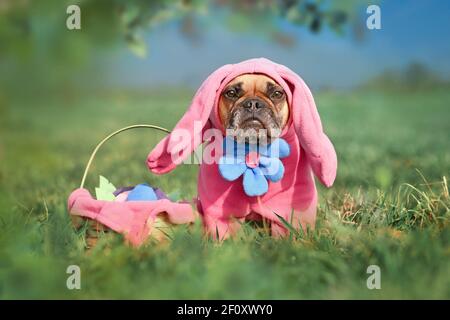 Lustige Französisch Bulldogge Hund trägt rosa Osterhase Kostüme mit Arme und große Blume neben dem Osterkorb auf der Wiese Stockfoto