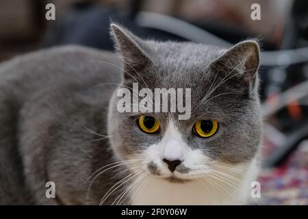 Nahaufnahme junge flauschige grau-weiße britisch-europäische Kurzhaarkatze sieht aufmerksam aus. Große und intelligente Katzenaugen. Stockfoto