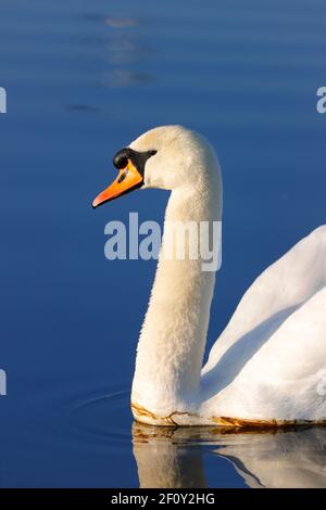 Ein stummiger Schwan (Cygnus olor) Gesehen hier im RSPB St Aidan's Nature Park in Svillington, West Yorkshire, Großbritannien Stockfoto