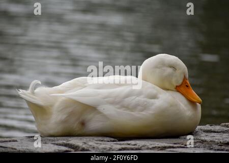 Schlafende Hausente (Anas platyrhynchos domestica), oder weiße pekin, in der Nähe eines Sees, Stockfoto