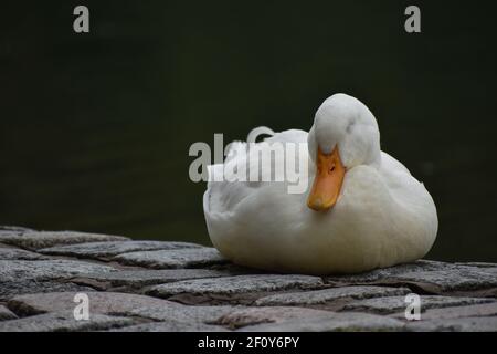 Schlafende Hausente (Anas platyrhynchos domestica), oder weiße pekin, in der Nähe eines Sees, Stockfoto