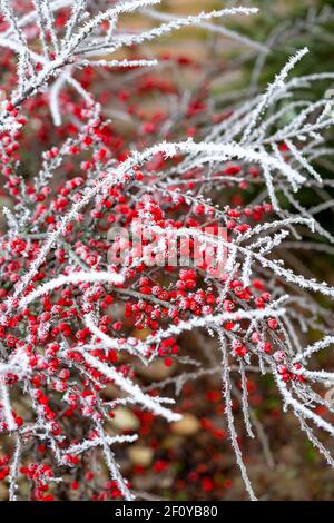 Schöne rote Beeren Cotoneaster horizontalis mit Nadeln von Frost bedeckt. Vertikales Foto. Stockfoto