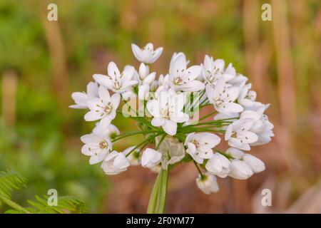 allium neapolitanum Blüten im Freien aus nächster Nähe Stockfoto