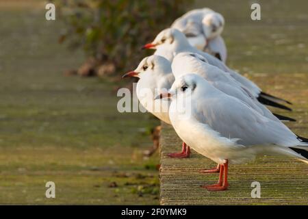 Eine Reihe von schwarzen Möwen im Winter sonnen sich in Sonnenaufgangswärme. Die meisten der Jahre haben diese Vögel weiße Köpfe und werden nicht als Möwen eingestuft. Stockfoto