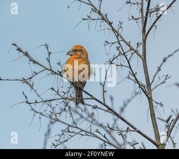 Gewöhnlicher Kreuzschnabel Loxia curvirostra, der in einem Baum thront, während er darauf wartet, von einer Wasserpfütze auf einem Norfolk Heathland zu trinken. Stockfoto