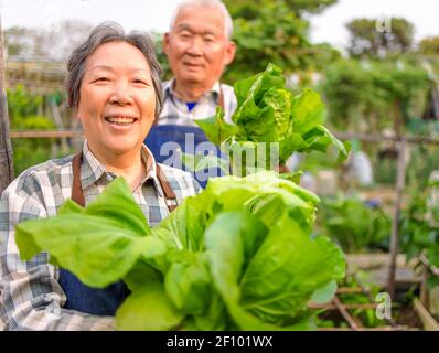 Happy Senior paar Bauer zeigt frisches grünes Gemüse in der Gemüsegarten Stockfoto