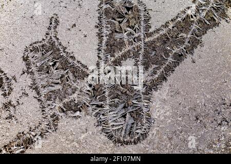 Komplizierte Eiskristalle wachsen im Winter auf einer Fensterscheibe in Michigan, USA Stockfoto