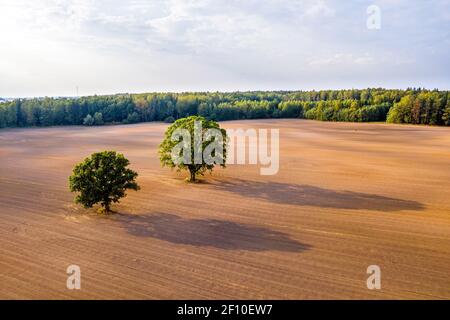 Luftaufnahme auf zwei Bäumen in der Mitte eines bebauten landwirtschaftlichen Feldes am Rande eines Waldes, Feld mit Traktorspuren, Konzept der agrarischen Indu Stockfoto