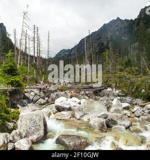 Wasserfälle am Bach Studeny potok in der Hohen Tatra, Karpaten, Slowakei Stockfoto